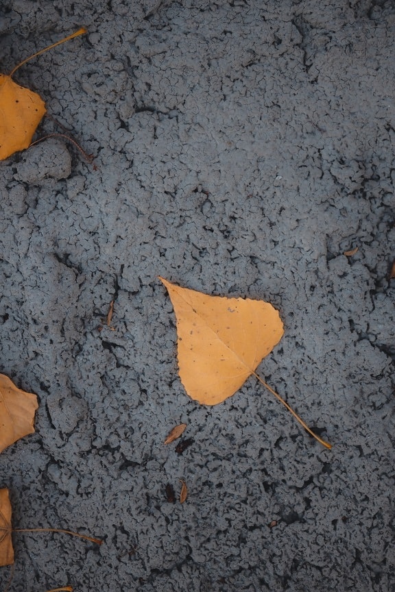 betong, tekstur, gule blader, skitne, sement, stein, abstrakt, grov, asfalt, gul