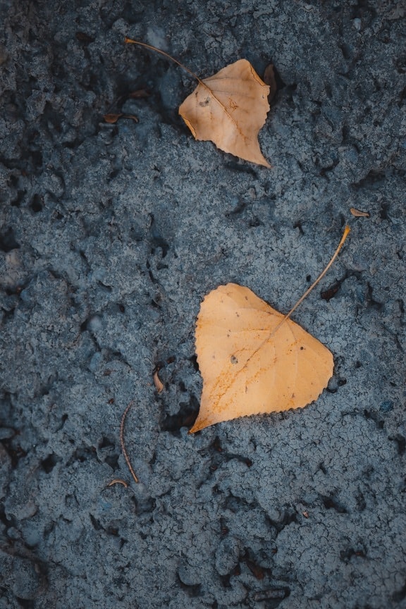 yellow leaves, leaves, dry, yellowish brown, concrete, ground, texture, rock, dirty, cement