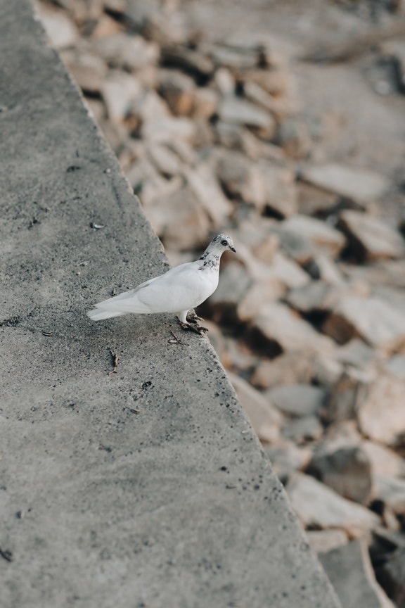 white, pigeon, concrete, wild, bird, feather, nature, stone, urban, outdoors