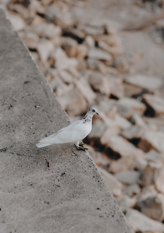 white, pigeon, bird, standing, block, concrete, outdoors, rock, stone, cement