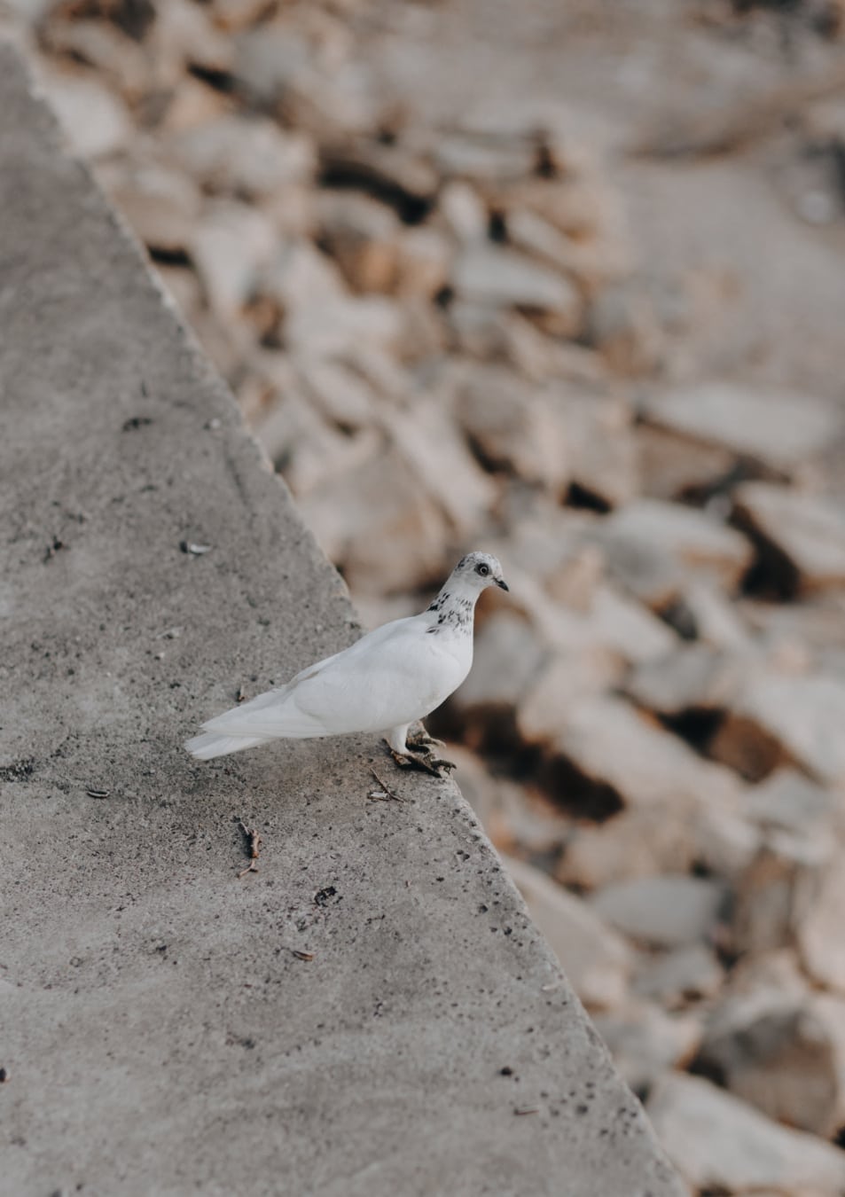 white, pigeon, bird, standing, block, concrete, outdoors, rock, stone, cement