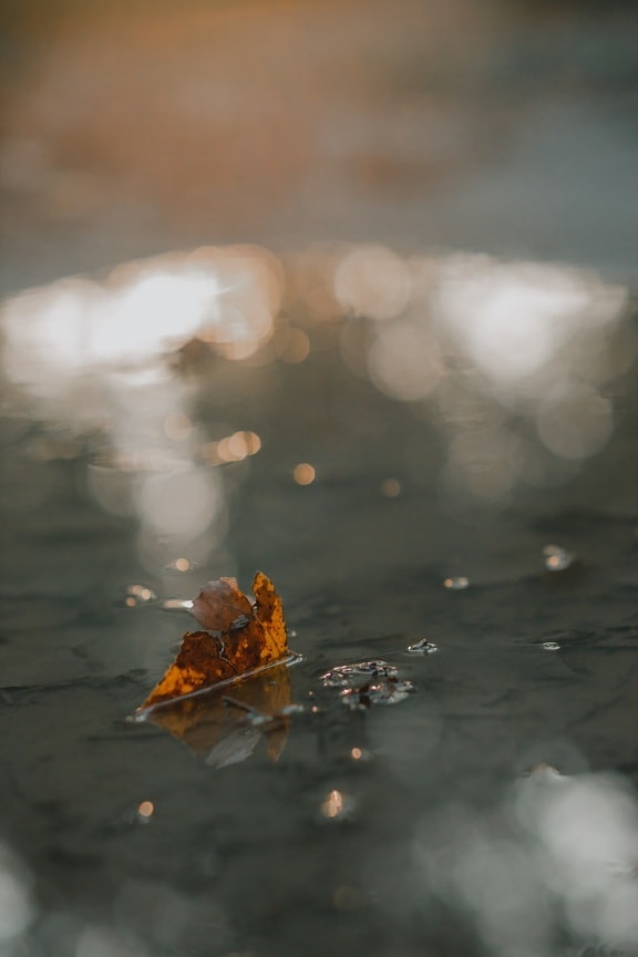 плавающий, Желтые листья, отражение, вода, лучи солнца, размытие, пейзаж, лист, свет, осень