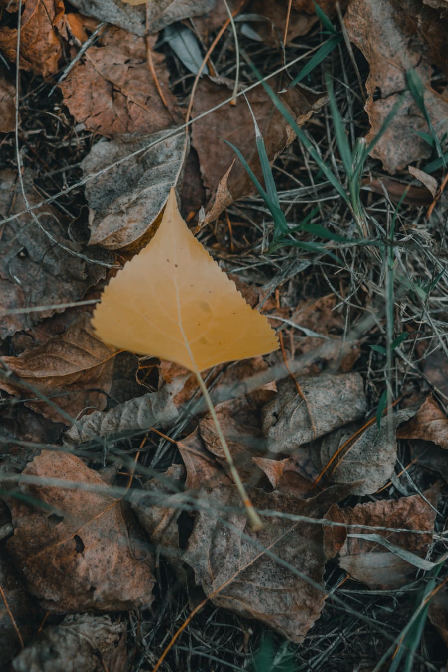 ground, autumn season, dry, yellow leaves, yellowish brown, leaf, nature, outdoors, flora, texture