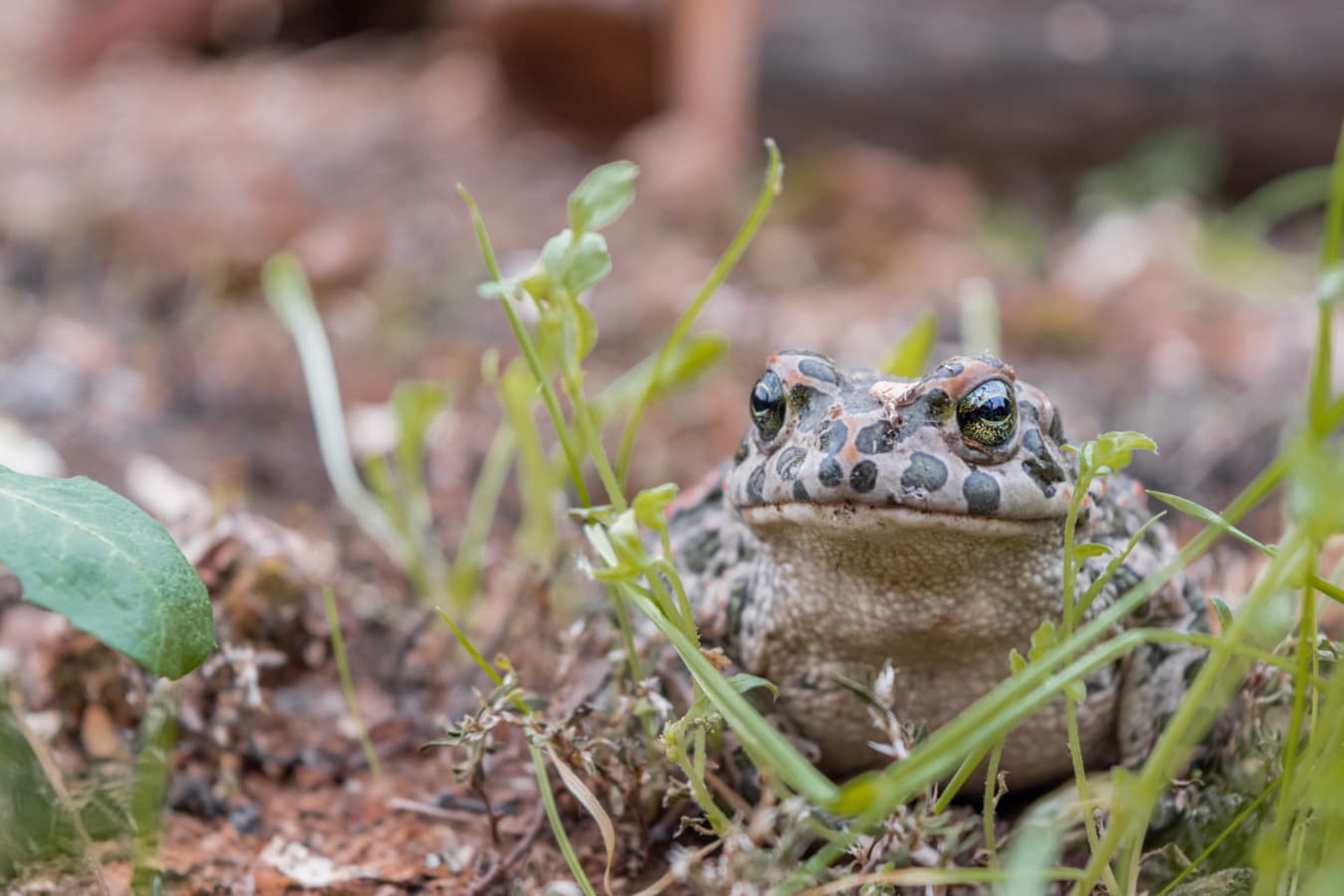 frog, toad, close-up, eyes, head, amphibian, wildlife, eye, leaf, outdoors