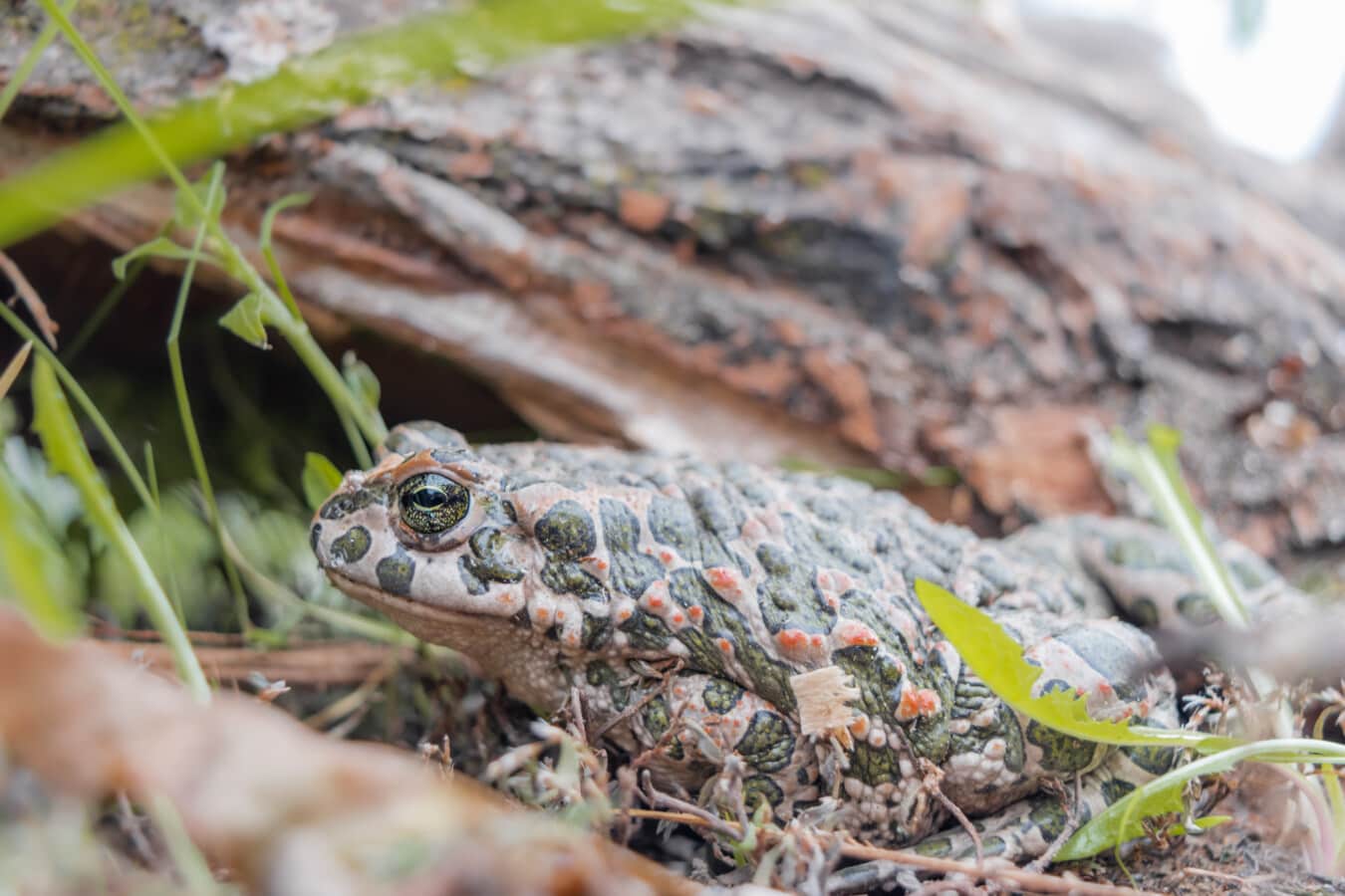close-up, big, frog, eye, reptile, amphibian, nature, outdoors, leaf, wood