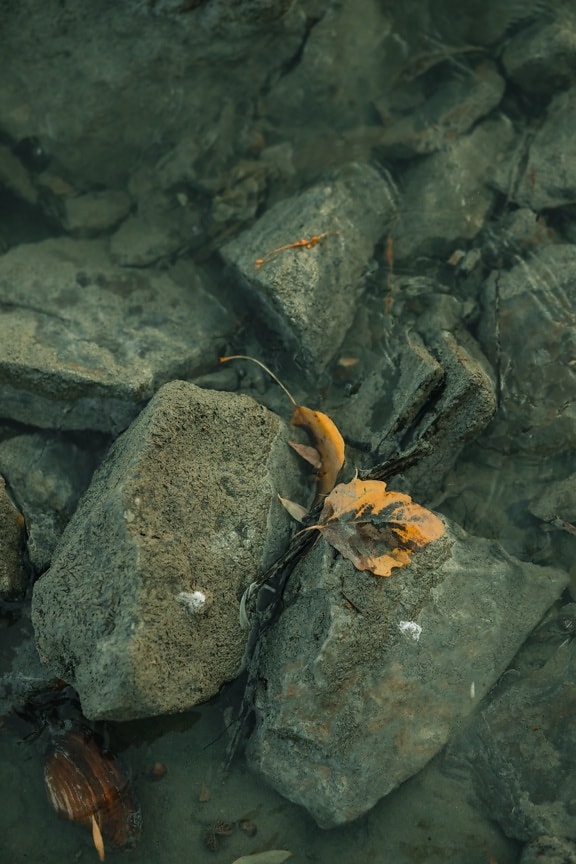 rocky river, riverbank, riverbed, underwater, yellow leaves, rock, nature, water, stone, river