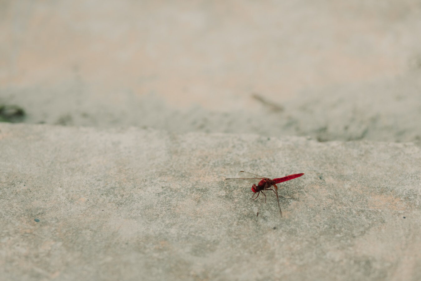 dragonfly, dark red, small, insect, nature, arthropod, outdoors, wildlife, animal, ground