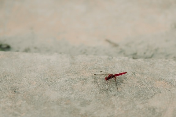 蜻蜓, 暗红色, 小, 昆虫, 性质, 节肢动物, 户外活动, 野生动物, 动物, 地面