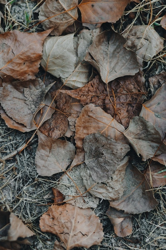 leaves, dry season, dry, soil, drought, ground, leaf, nature, texture, flora