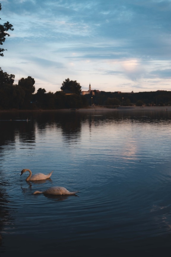 noche, cisne, junto al lago, reflexión, Costa, agua, puesta de sol, naturaleza, amanecer, río