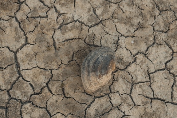 soil, dry season, drought, mussel, saltwater, ground, dust, erosion, dirty, wasteland