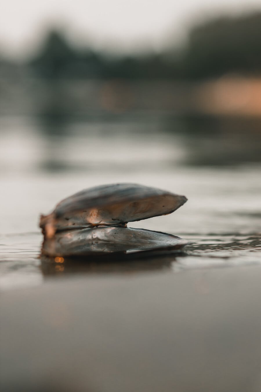 open, empty, mussel, close-up, riverbank, wet, reflection, nature, blur, water