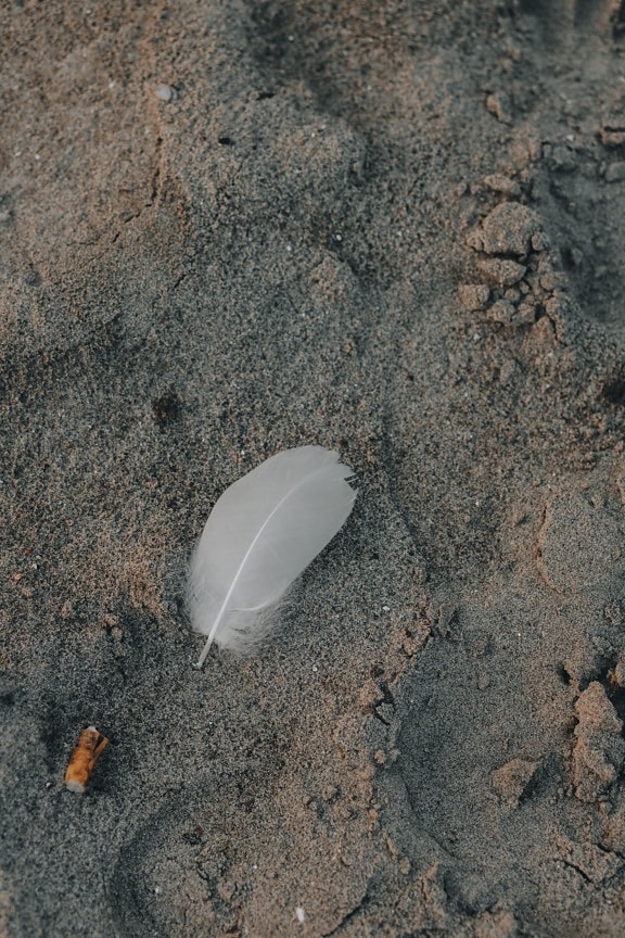 white, feather, sand, ground, dirty, soil, nature, texture, rough, dust