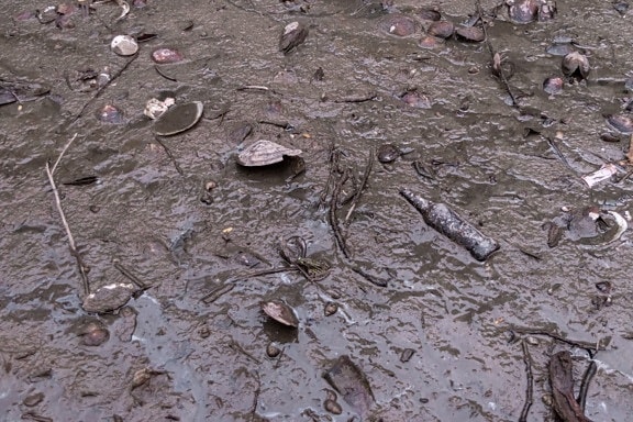 riverbed, mud, mud flat, water system, ecology, water pollution, pollution, mollusk, garbage, waste