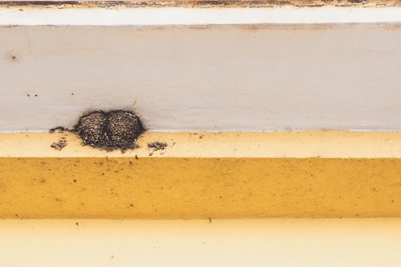 swallow bird, abandoned, nest, ceiling, wall, old, dirty, outdoor, urban area, rural