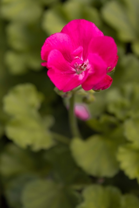 квітка, рожевий, герань, маточка, близьким, фокус, сад, флора, цвітіння, завод