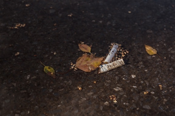 cigareta, jasan, asfalt, pod vodou, žluté listy, odpadky, odpad, ulice, znečištění, prostředí