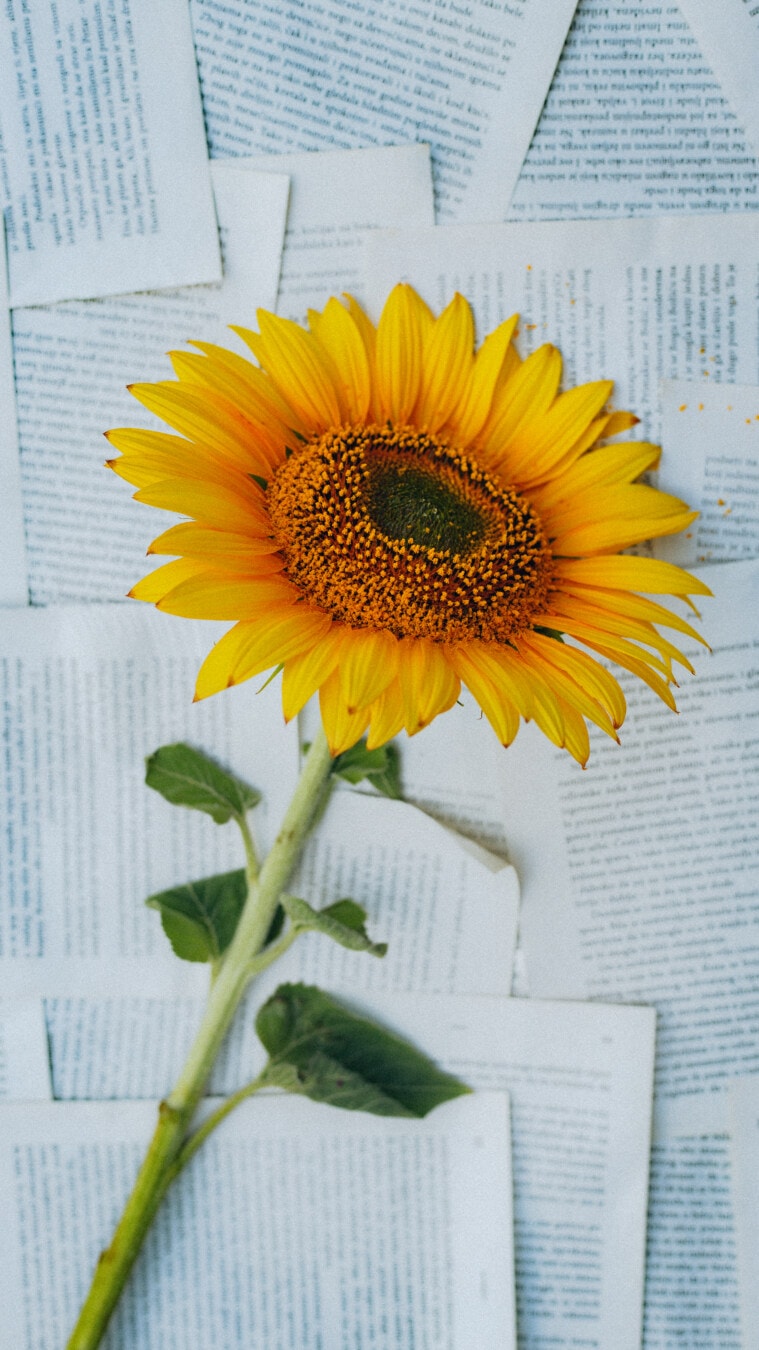 flower, sunflower, decoration, newspaper, still life, detail, close-up, blossom, petal, yellow