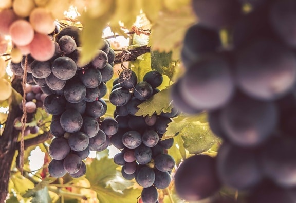 vinná réva, purpurově, fialová, hrozny, podzimní sezóna, vinice, zralé plody, ovocný strom, ovoce, vinařství