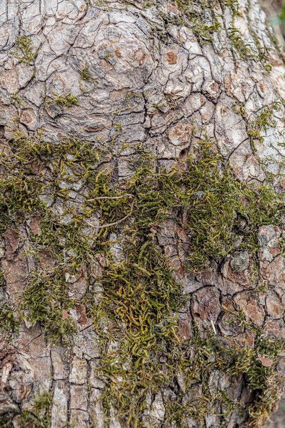 mossy, bark, texture, tree, lichen, tree trunk, wood, nature, moss, flora