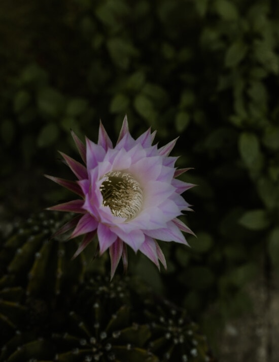 fiore, Cactus, rosato, pistillo, polline, da vicino, orticoltura, fiorire, rosa, petalo