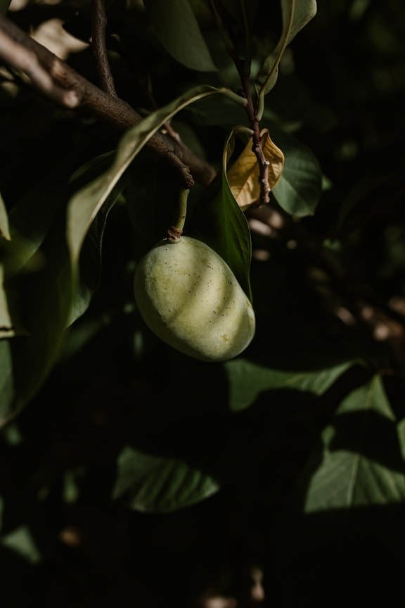 frutto di jujuba, Limulus polyphemus, albero da frutto, da vicino, ombra, verde scuro, rami, tenebre, frutteto, foglia, produrre