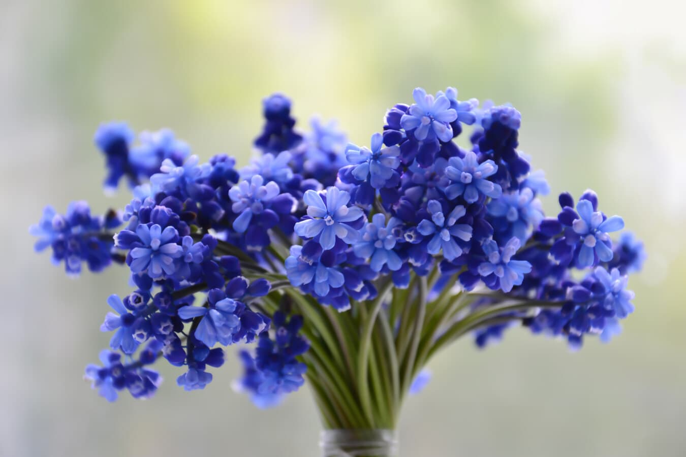 blå, blomster, drue hyasint, bukett, enkel, elegante, vase, minimalisme, botanikk, duft