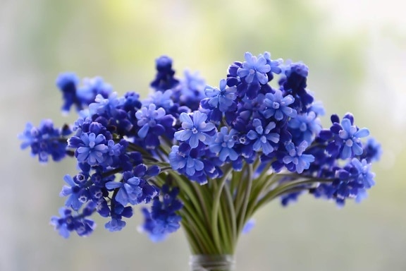blue, flowers, grape hyacinth, bouquet, simple, elegant, vase, minimalism, botany, fragrance