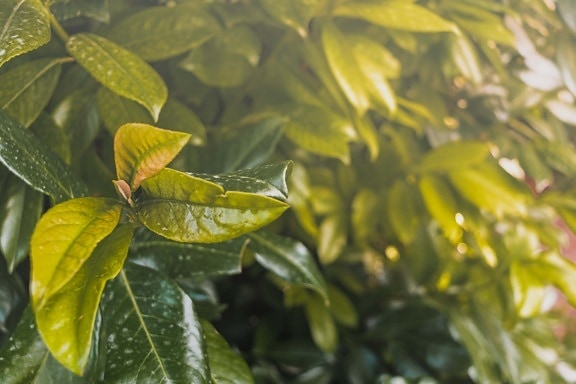 greenish yellow, branches, leaves, yellow leaves, sunny, nature, flora, plant, shrub, leaf