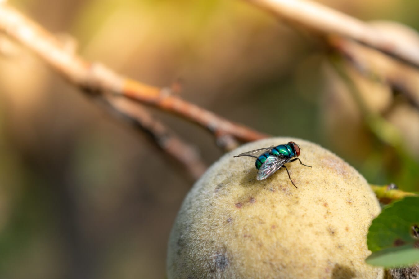 fluorescent, dark green, fly insect, peach, fruit, insect, arthropod, blur, animal, focus