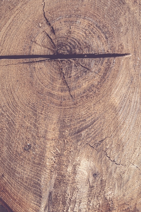 knot, wood, cross section, texture, pattern, nature, rough, retro, dirty, upclose