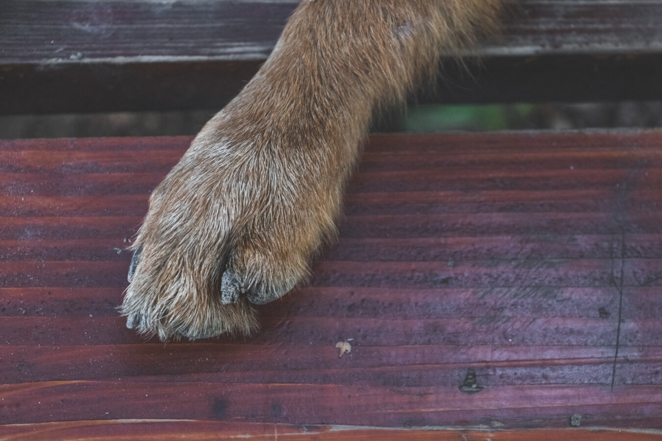 paw, leg, animal, dog, fur, dirty, close-up, one, furry, outdoors