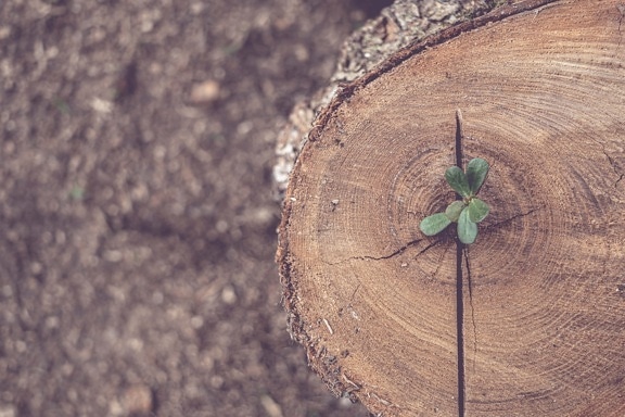 sapling, life cycle, growing, herb, wood, tree trunk, knot, cross section, nature, retro