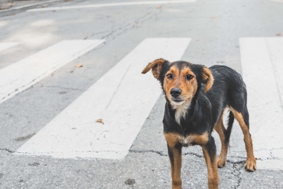dog, puppy, crosswalk, crossing over, road, pet, street, pavement, animal, asphalt