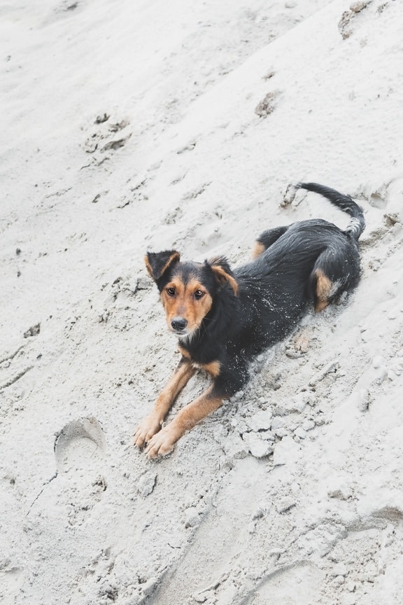 cão, adorável, brincalhão, areia, pilha, animal de estimação, ao ar livre, animal, natureza