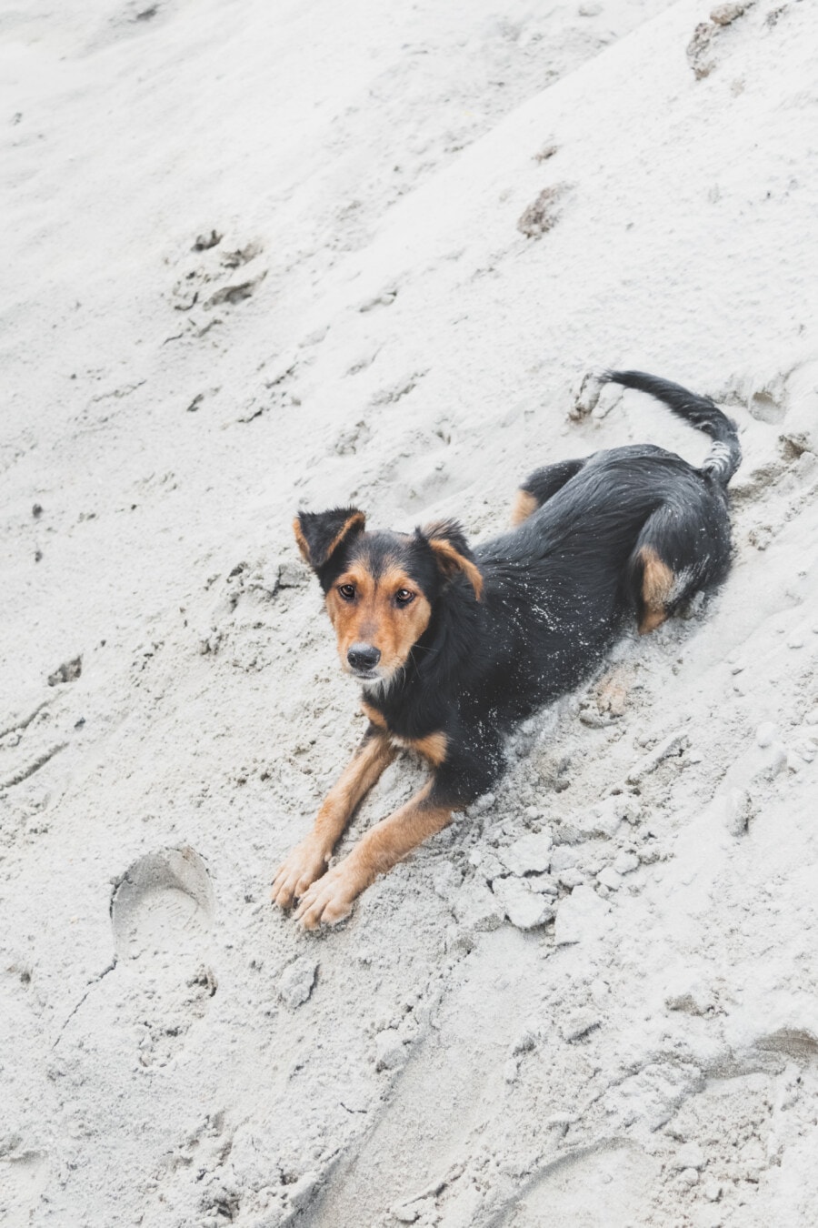 dog, adorable, playful, sand, pile, pet, outdoors, animal, one, nature