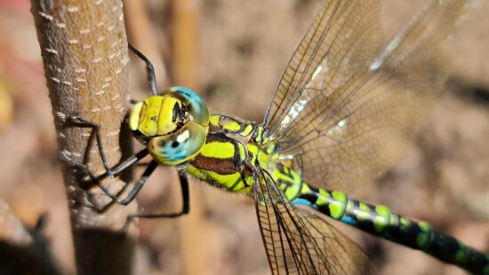 sudenkorento, lähietäisyydeltä, pää, siivet, hyönteinen, makro, värikäs, niveljalkaisten, villieläimet, selkärangattomat