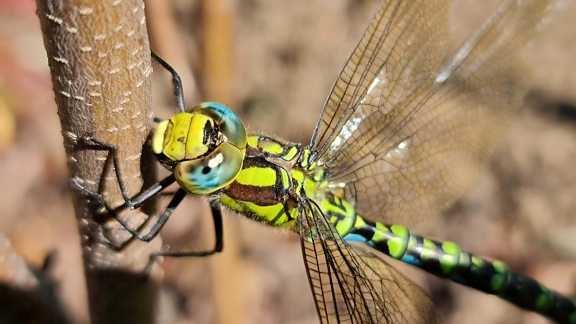 dragonfly, close-up, head, wings, insect, macro, colorful, arthropod, wildlife, invertebrate