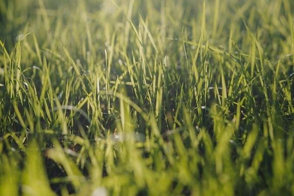 grasmark, solfylte, gresset, nært hold, detaljer, plen, vegetasjon, feltet, vår, urt