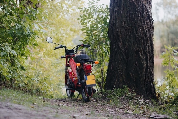 dark red, moped, forest road, minibike, motorcycle, wood, nature, road, tree, outdoors