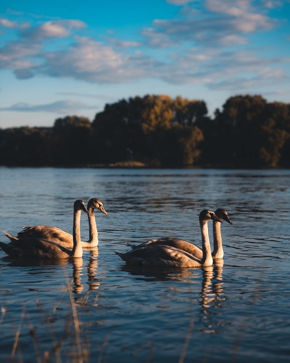 offspring, flock, swan, young, birds, sunset, swimming, lake, bird, nature