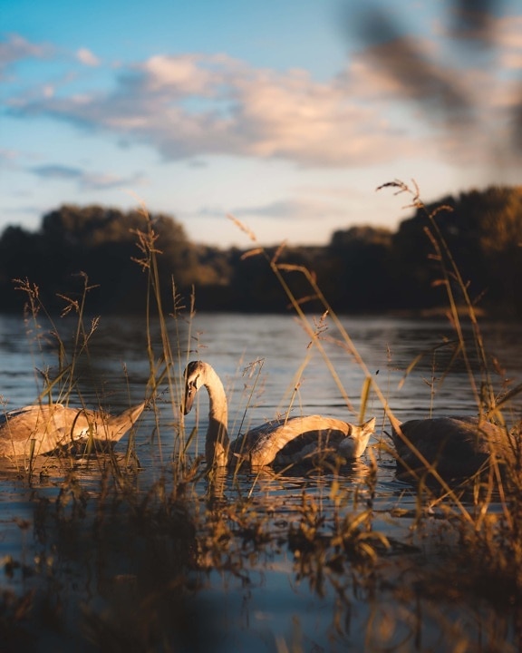 sunset, swan, grassy, riverbank, birds, offspring, young, landscape, atmosphere, water