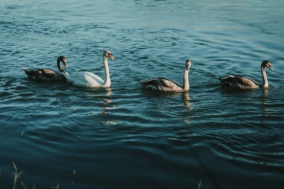 young, grey, swan, offspring, birds, waterfowl, lake, water, wildlife, aquatic bird