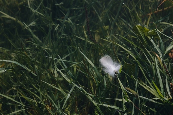 white, feather, green grass, grass, ground, outdoor, nature, outdoors, leaf, landscape