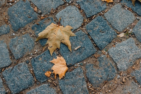 камни, тротуар, грязные, лист, светло-коричневый, земля, текстура, грубый, сухой, дорога