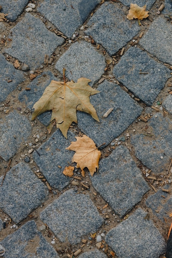 seca, estação Outono, folhas, marrom claro, pavimento, textura, áspero, terreno, urbana, rocha