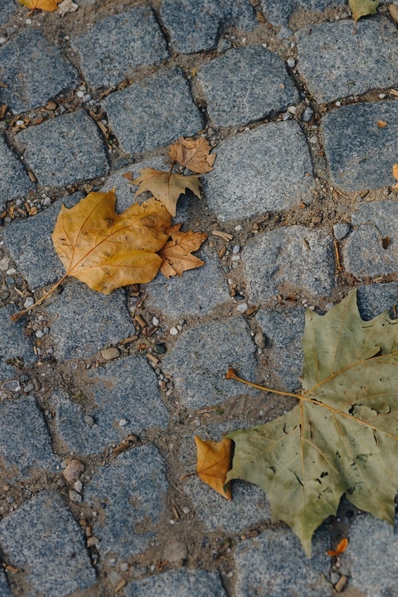 блок, тротуар, листья, желтовато коричневый, осень, земля, текстура, природа, грубый, сухой