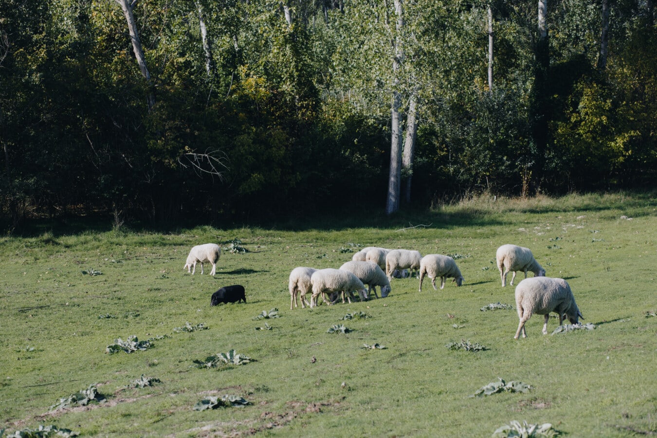 al pascolo, pecore, agnello, terreni agricoli, animali, prato, campo, erba, bestiame, agricoltura