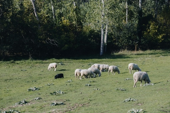 grazing, sheep, lamb, farmland, animals, meadow, field, grass, livestock, agriculture
