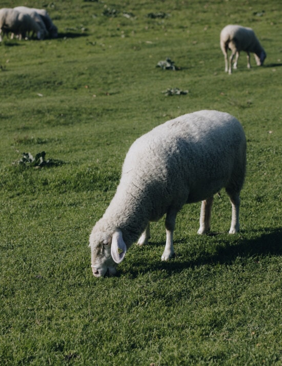 owiec, Merino, wypas, Zielona trawa, pole, Rolnictwo, trawa, zagroda, zwierzęta gospodarskie, użytki zielone